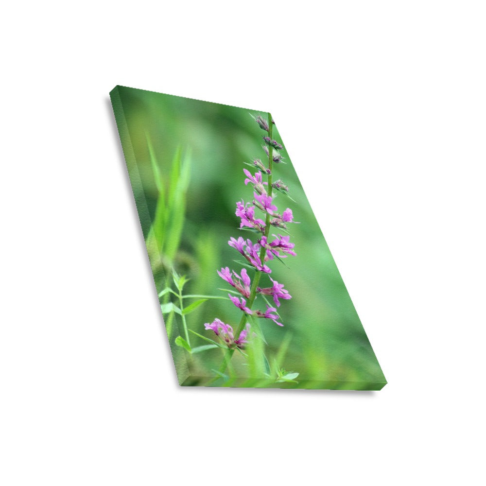 Purple Bloom Framed Canvas Print