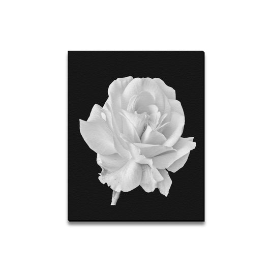 White Rose Framed Canvas Print