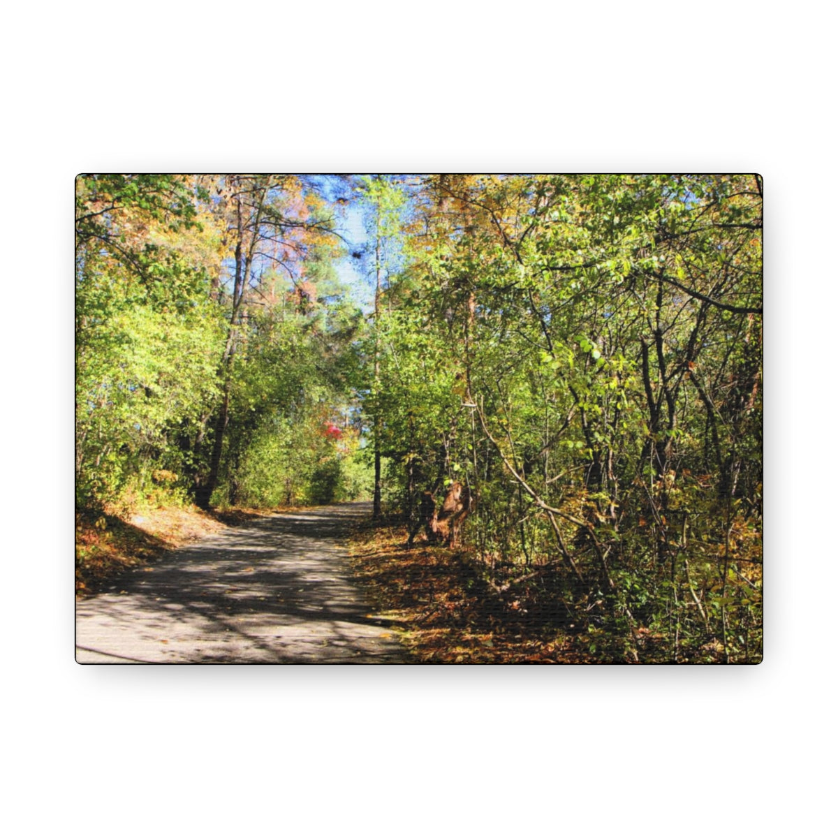 Into The Woods Canvas Gallery Wraps